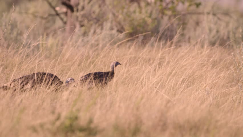 Pair of wild turkeys in prairie grass. The Badlands, Theodore Roosevelt National Park, North Dakota.  4K.