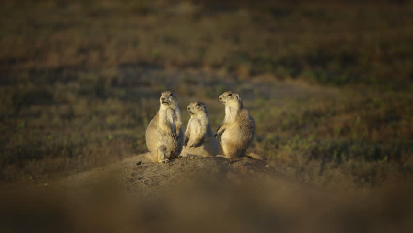 Group of three Prairie Dogs enjoying the sunset or sunrise.  The Badlands, Theodore Roosevelt National Park, North Dakota.  4K.
