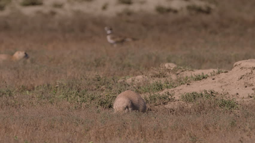 Group of Prairie Dogs. The Badlands, Theodore Roosevelt National Park, North Dakota.  4K.