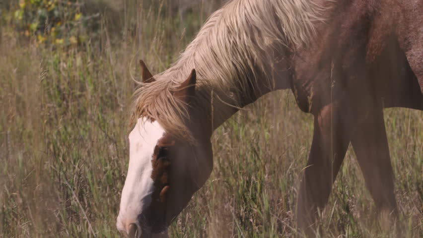 Close-up of wild horse mustange eating prairie grass.  The Badlands, Theodore Roosevelt National Park, North Dakota.  4K.