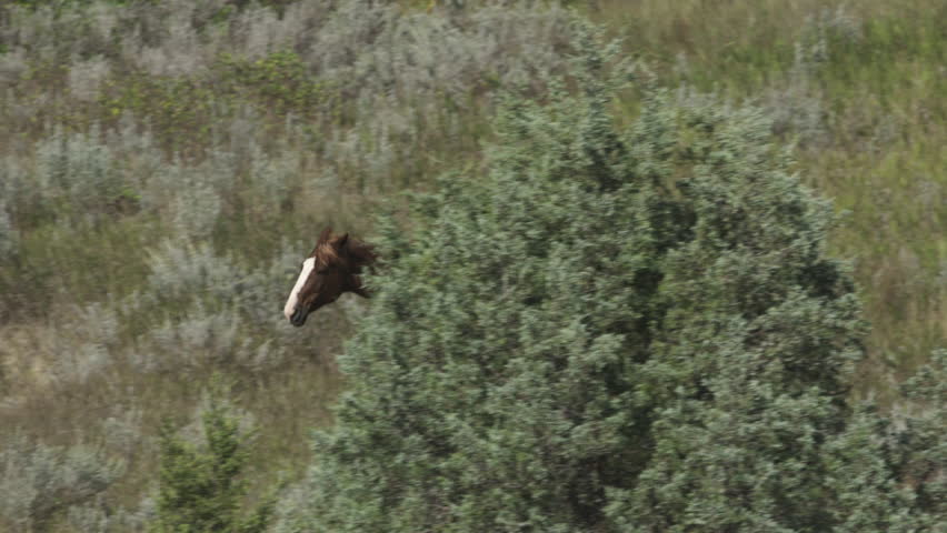 Herd of wild horses. The Badlands, Theodore Roosevelt National Park, North Dakota.  4K.