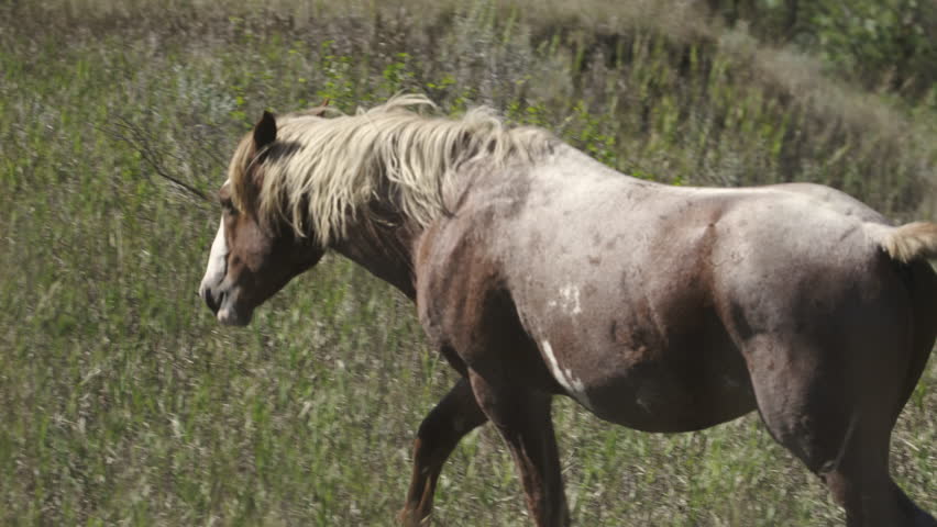 Wild horse walking away from the camera.  The Badlands, Theodore Roosevelt National Park, North Dakota.  4K.