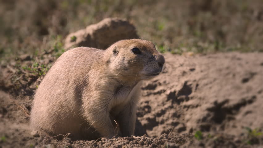 Prairie Dog chewing food.  The Badlands, Theodore Roosevelt National Park, North Dakota.  4K.