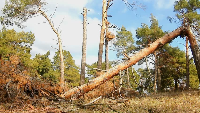 forest  broken tree pine tops in blue nature sky felling of timber logs landscape