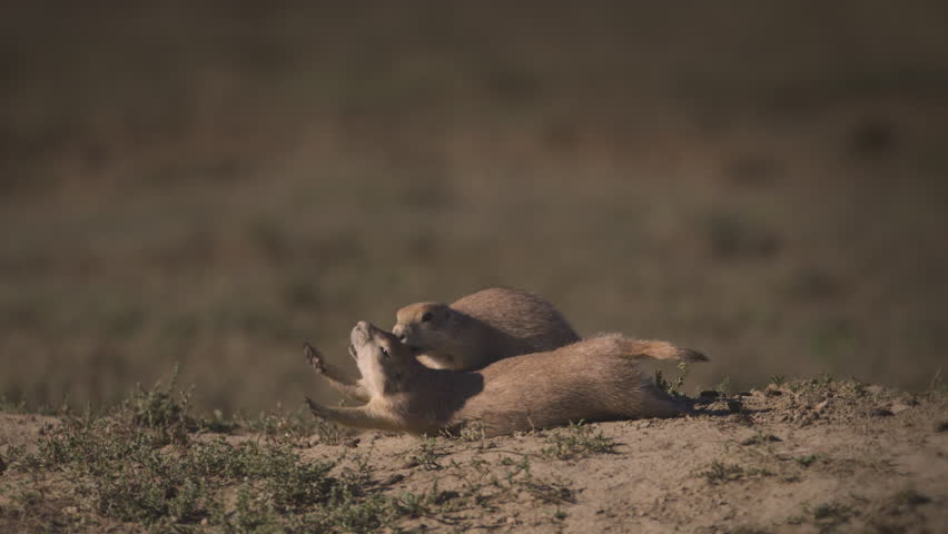 Prairie dogs stretching at sunrise - Theodore Roosevelt National Park, North Dakota. 4K.