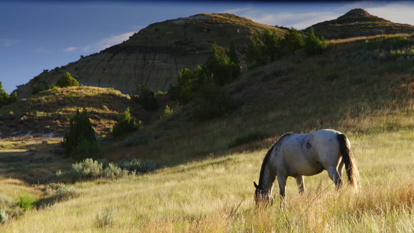 Beautiful wild mustang horse grazing in the black hills - Theodore Roosevelt National Park, North Dakota. 4K.