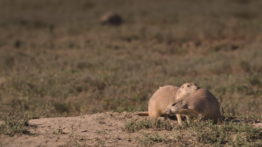 Two Prairie dogs playing and wrestling together - Theodore Roosevelt National Park, North Dakota. 4K.