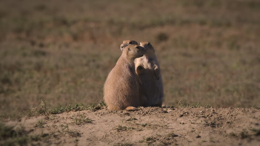 Prairie dogs kissing - Theodore Roosevelt National Park, North Dakota. 4K.