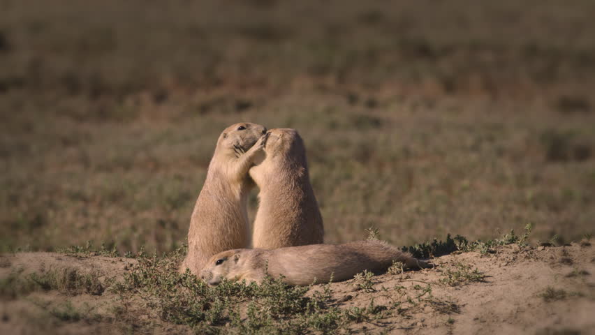 Two Prairie dogs playing and wrestling together - Theodore Roosevelt National Park, North Dakota. 4K.