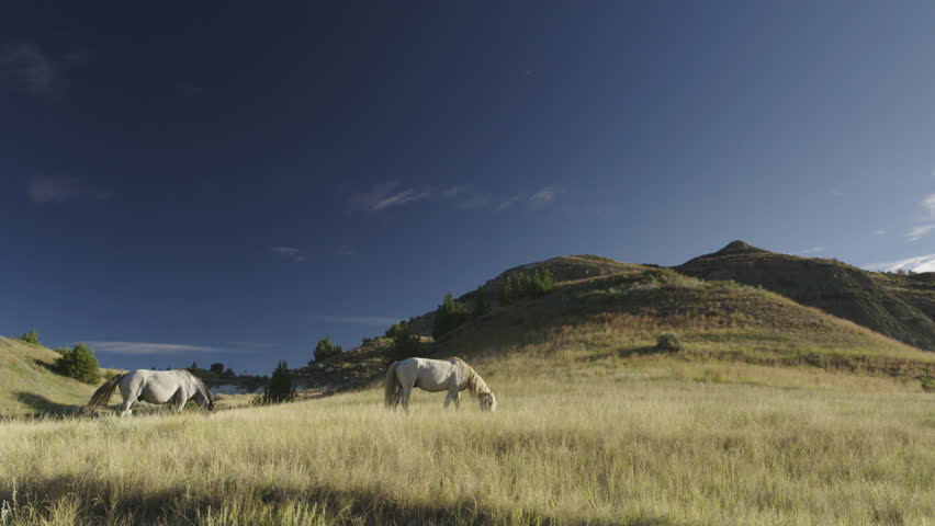 Two wild mustang horses grazing in meadow with blue sky - Theodore Roosevelt National Park, North Dakota. 4K.