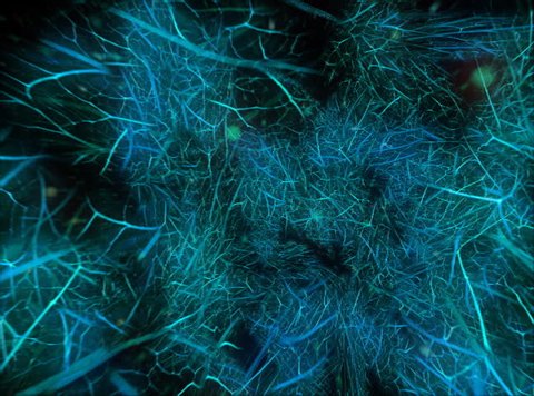 3D particles fly through green oraganic world