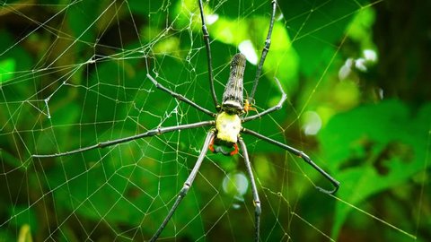 Couple of Nephila spiders in the web. Sexual dimorphism. Video UltraHD