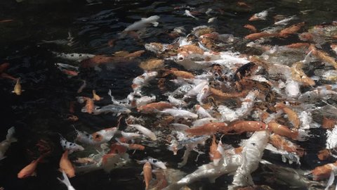 Swarming shoal with dozens of colorful. Japanese Koi fish. churning the surface of a decorative pond in search of food. Ungraded RAW footage. Video UltraHD