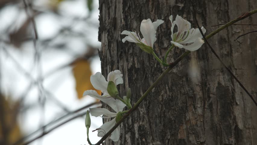 White Orchid Tree Flowers Are Stock Footage Video 100 Royalty Free Shutterstock