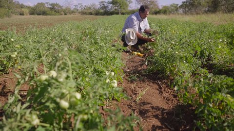 Farming and cultivations in Latin America. Farmer walking in tomato field, inspecting the quality of plants and vegetables. He checks that there are no pest on leaves. Low angle, dolly shot.

