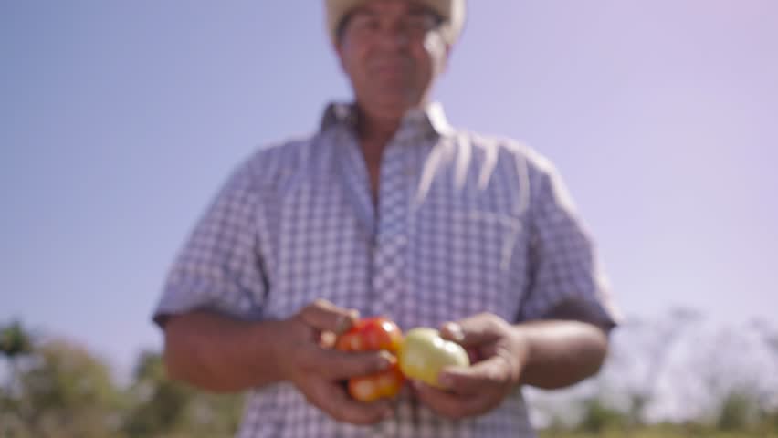 Farming and cultivations in Latin America. Portrait of middle aged farmer in tomato field, showing vegetables to the camera. The man stands proud and smiles. Low angle shot.
 Royalty-Free Stock Footage #15478102