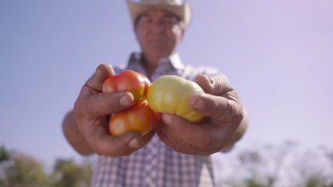 Farming and cultivations in Latin America. Portrait of middle aged farmer in tomato field, showing vegetables to the camera. The man stands proud and smiles. Low angle shot.
