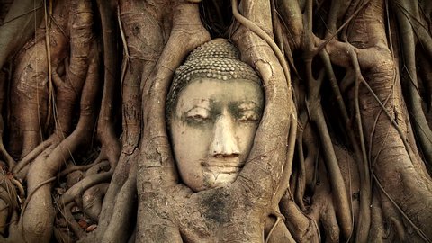 Iconic head of Buddha statue in the tree roots at Wat Mahathat temple ruins in Ayutthaya, Thailand. 