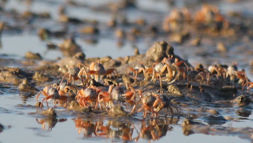Horn-eyed ghost crab , Soldier crab , Mictyris is a genus of brightly coloured crabs
