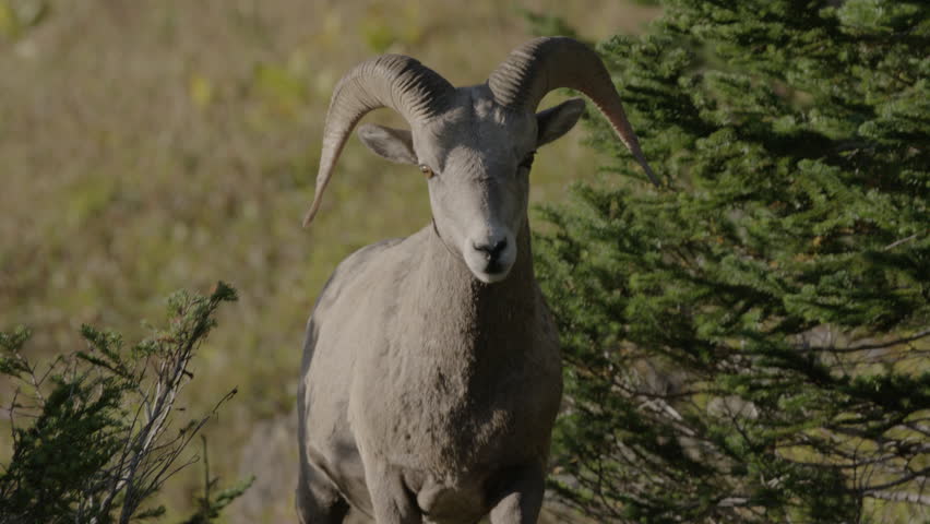 Bighorn sheep close-up walking towards camera. Glacier National Park, Montana.  4K.