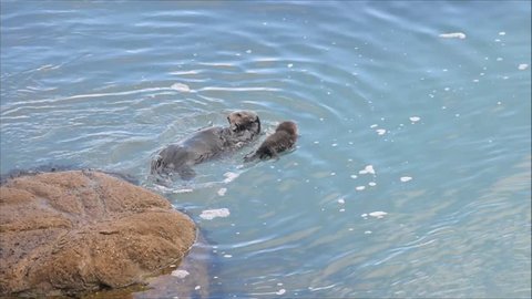 A wild Southern Sea Otter mother (Enhydra lutris) plays and spins in the water of a protected tide pool of Monterey Bay, California, while her 2-day pup floats next to her.