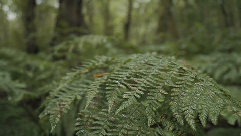 Fern plants growing in an ancient wood on a rainy day. Shot in slow motion.