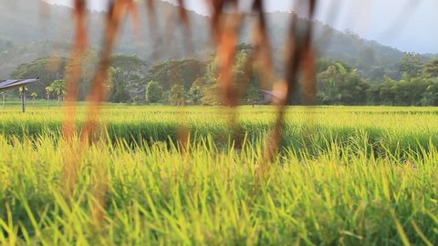 Beautiful scenery on the rice farm of Thailand : Dolly shot