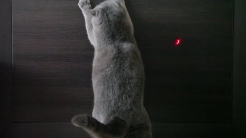 British Cat Playing With Red Dot And Washes. Wood Background.