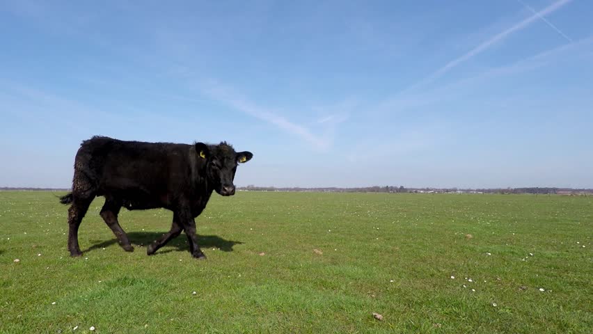 Spring cows just outside again walking past camera blue sky background beautiful weather young animals enjoying spring time fresh grass and amazing blue sky mix species Holstein and Aberdeen Angus 4k