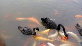 Black swans and many Koi fishes