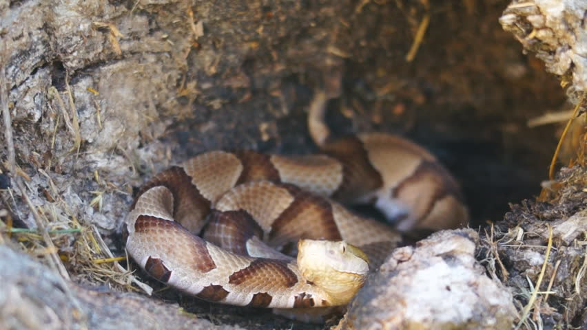 Copperhead Snake (Agkistron contortrix) is a venomous snake found throughout the