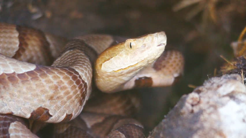 Copperhead Snake strike,(Agkistron contortrix), a venomous snake found