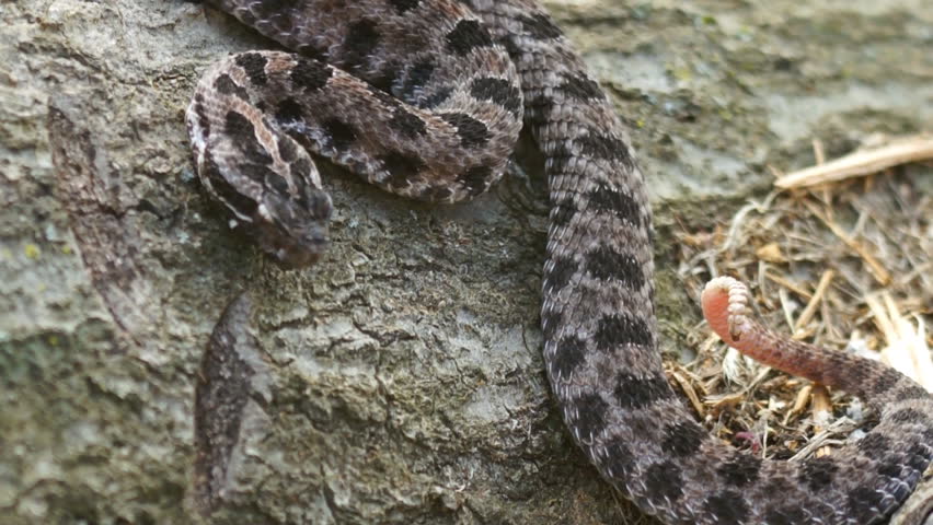 Dusky Pigmy Rattlesnake (Sistrurus miliarius) is a venomous snake of southern