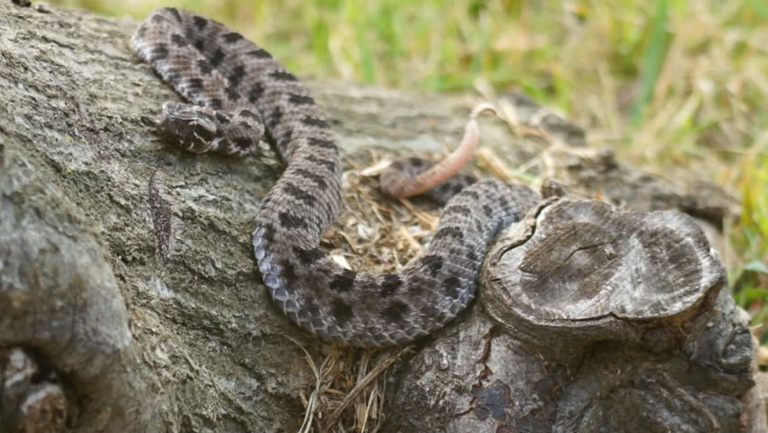 Dusky Pigmy Rattlesnake (Sistrurus miliarius) is a venomous snake of southern
