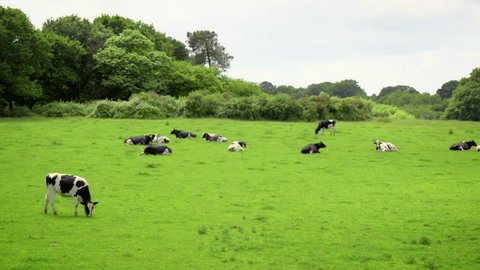 Dairy cows grazing in green field, traditional / mass agriculture.