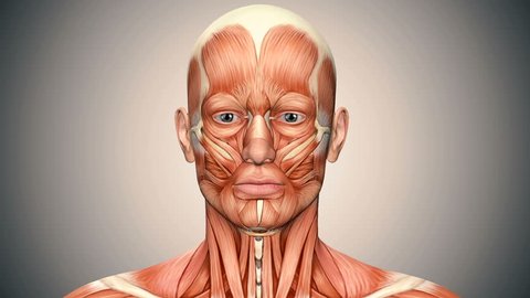 Male Face Muscles Anatomy Isolated On Stock Illustration 392621920 ...