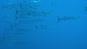 4K video: Barracuda Shoal in Andaman Sea, Thailand