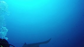 4K video: Scuba Diver meets giant Manta Ray