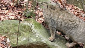 4K footage of a Wildcat (Felis silvestris) kitten in the Bayerischer Wald National Park in Bavaria, Germany. The wildcat is a small cat found throughout most of Africa, Europe and Asia