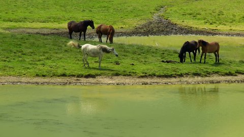 Horses resting by the mountain lake