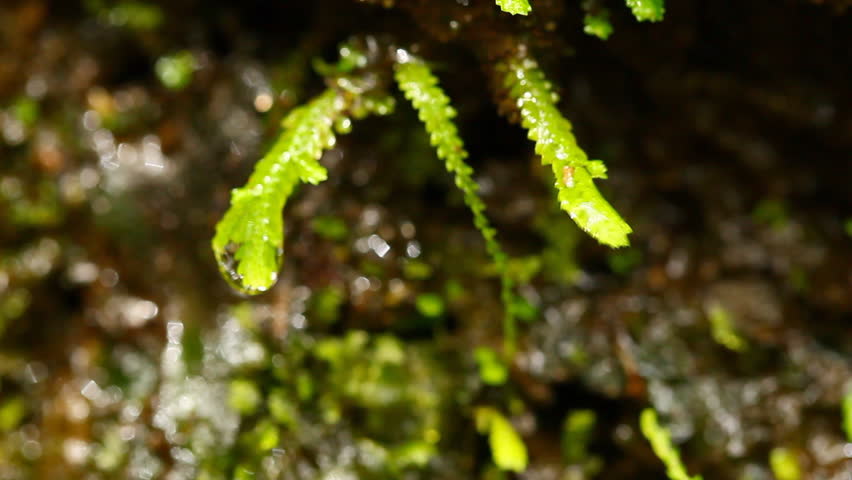 Small drops of water falling from a green plant