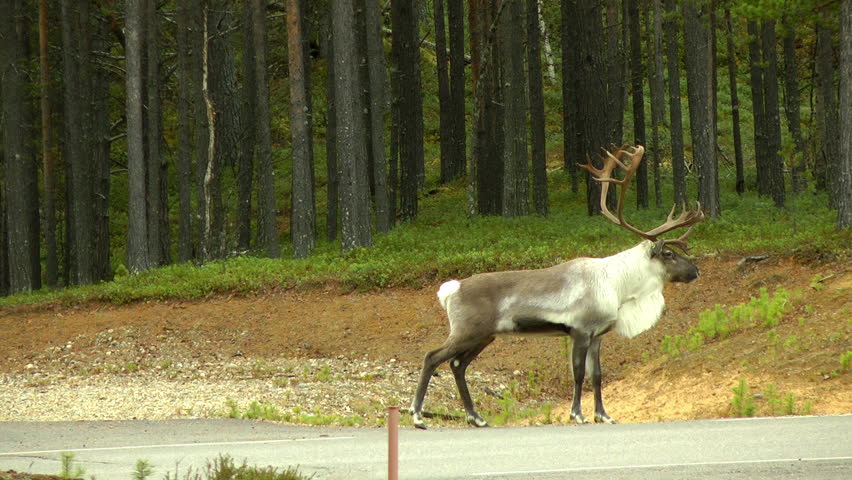 Deer on the highway