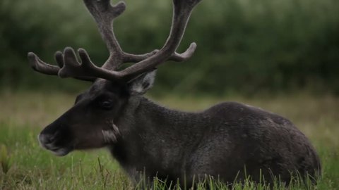 Reindeer eating grass in the field