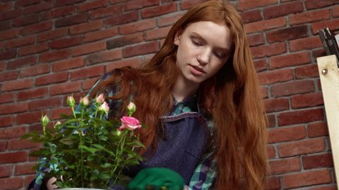 Beautiful redhead gardener planting roses