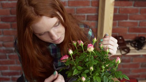 Beautiful redhead gardener planting roses