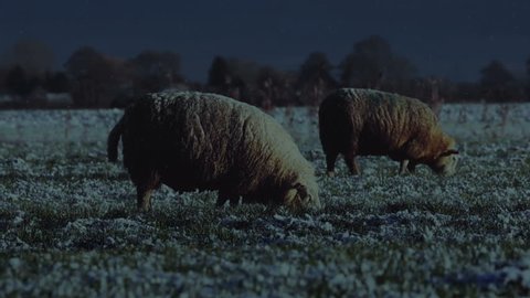 Sheep in the field eating grass at night during winter time in moonlight