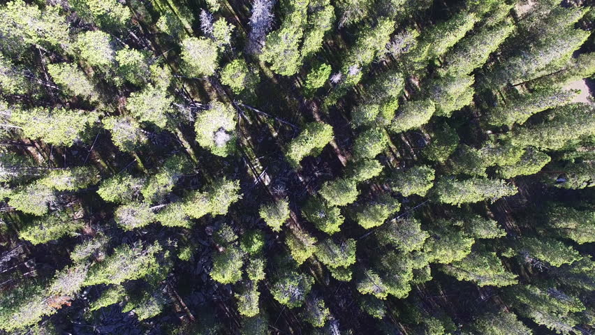 Looking down of Bighorn National Forest near Buffalo, Wyoming