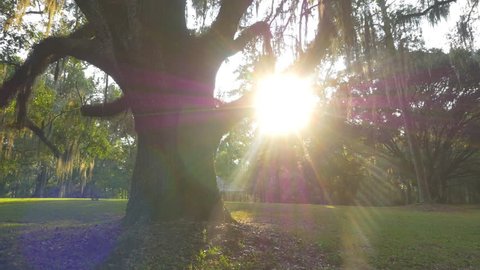 CLOSE UP: Sunbeams shining through big majestic live oak with romantic spanish moss on branches in amazing nature park in Southern America