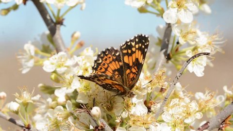 Tiny Gorgone Checkerspot butterfly feeding on white flowers of wild plum in early spring