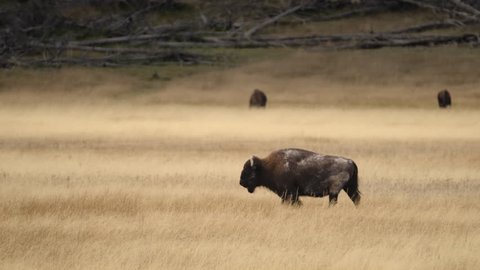Amazing shot of massive bull bison buffalo walking through golden meadow.  Yellowstone National Park, Wyoming and Montana, USA. 4K.